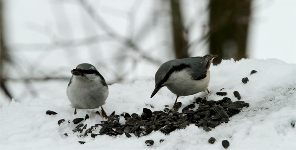 Two Nuthatches On Snow