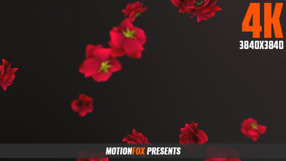 Falling Rose 4K