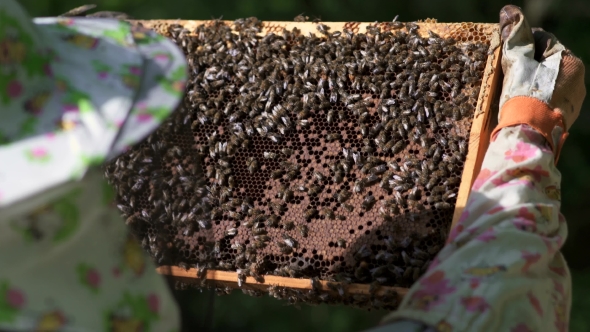 The Beekeeper Gently Pulls Out the Honeycomb From the Hive and Looks at It. Watches the Honey Cell