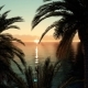 Palm Trees at Sunset - VideoHive Item for Sale