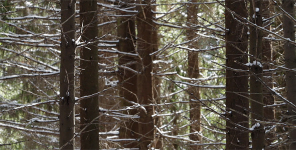 Spruce Trunks In Winter Forest