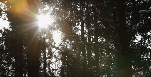 Sun Rays Between Tree Trunks