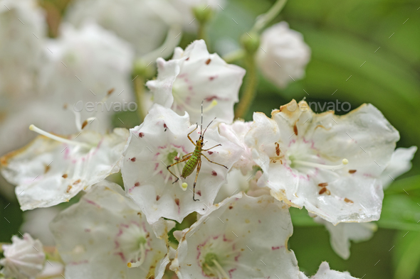 Tiny Insect on a Mountain Laurel