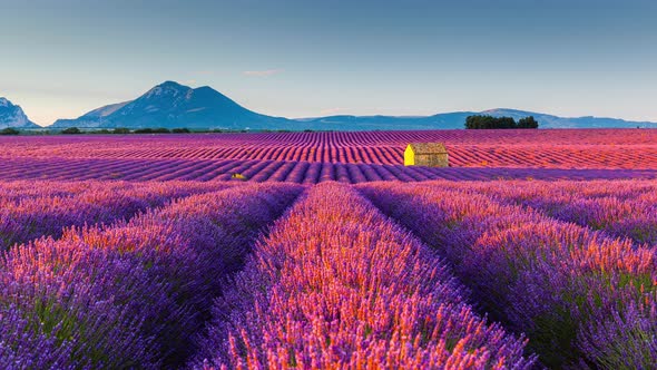 Time Lapse of Lavender field in Provence, Provence-Alpes-Côte d’Azur, France