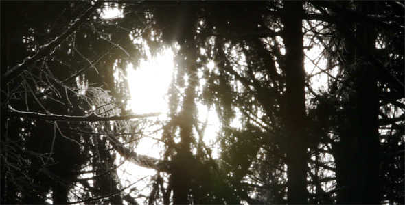 Sun Rays Between Trees 