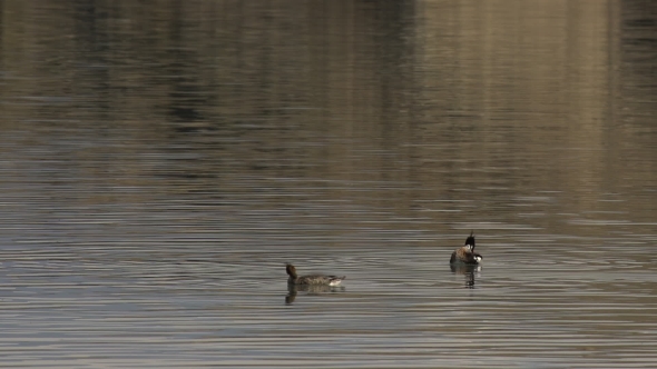 Ducks Swimming on Lake in Summer