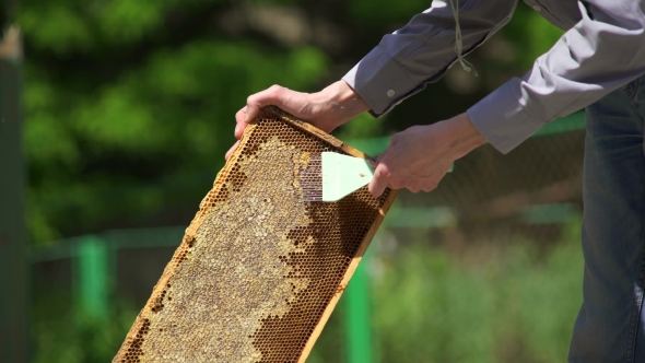 The Beekeeper Opens the Honeycomb and Cleans the Honey Cell