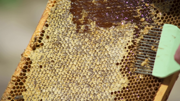The Beekeeper Opens the Honeycomb Cleans the Honey Cell