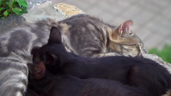 Cat Feeds Kittens Breast
