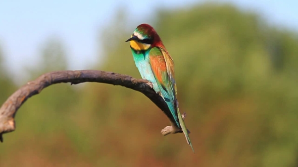 Exotic Bird Sits on a Branch and Looks at the Sides