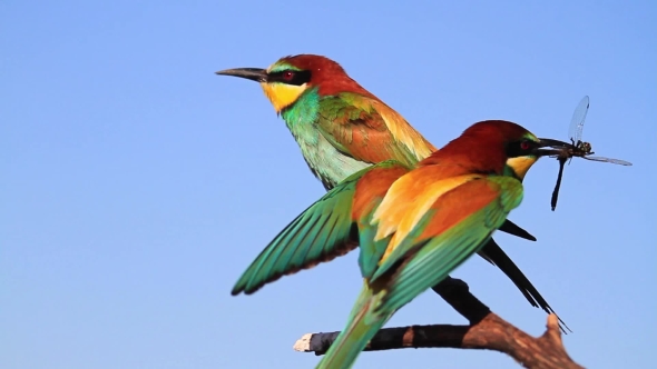 Marriage Ritual of Paradise Birds