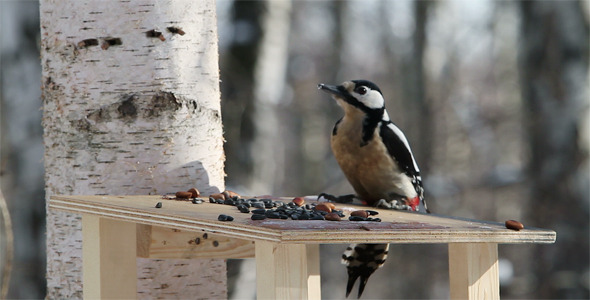 Woodpecker And Bullfinches