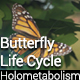 Butterfly Life Cycle (Holometabolism) - VideoHive Item for Sale