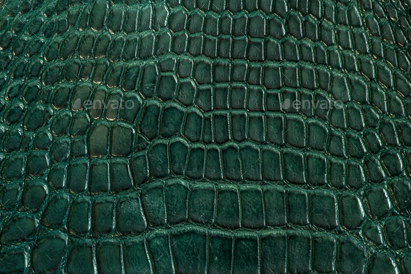 Green alligator leather, skin