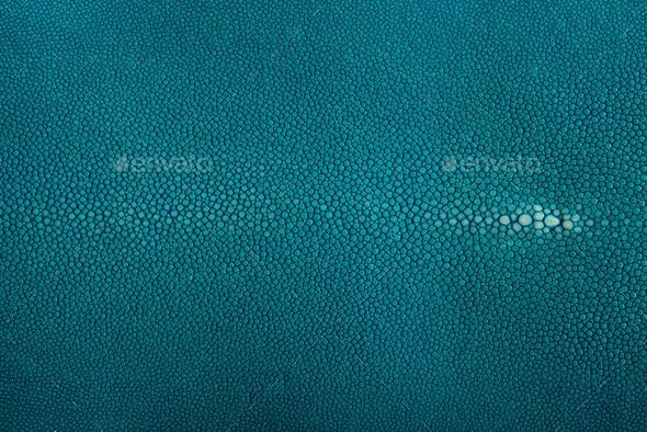Stingray skin, leather in blue color