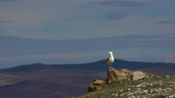 Seagull Is Standing on a Rock