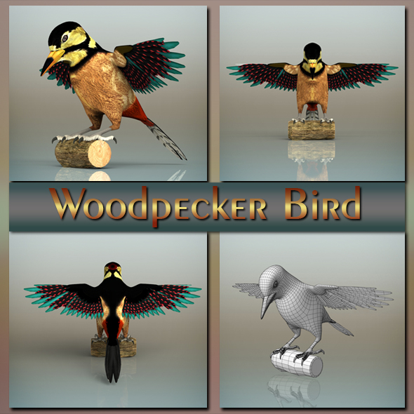 Woodpecker Bird - 3Docean 20260715