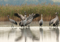 A group of cranes (Grus Grus) in the morning standing in the lake - PhotoDune Item for Sale
