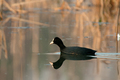 Coot (Fulica atra) swimming on the lake - PhotoDune Item for Sale