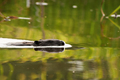 Photo of Beaver(Castor fiber) flowing in the morning by the lake, summer. Horizontal - PhotoDune Item for Sale