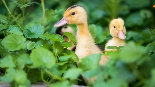 Cute Gosling in Green Grass alt