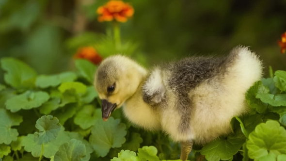 Cute Gosling in Green Grass alt