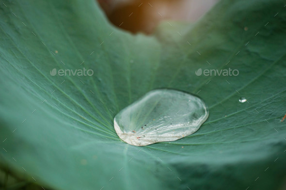 Water drops on lotus leaves