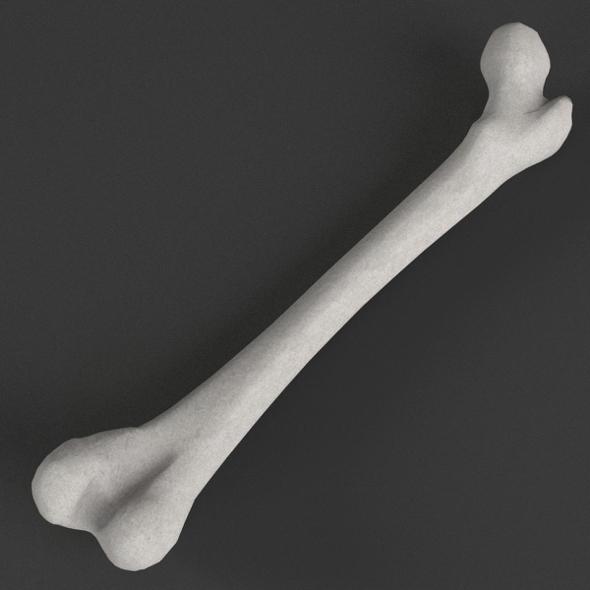 Anatomy - Human Femur 2 - 3DOcean Item for Sale