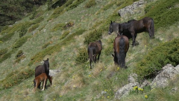 Horses Pasturing on Steep Green Mountain Slope