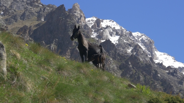 Horse and Foal Pasture on Steep Mountain Slope