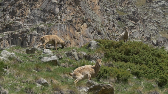 Wild Goats in Nature