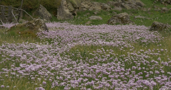 Flowers Grow in Water of Mountain Creek