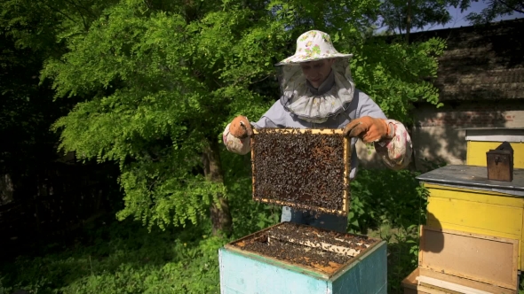 The Beekeeper Gently Pulls Out the Honeycomb From the Hive and Looks at It Watches the Honey Cell