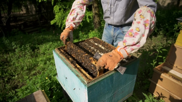 The Beekeeper Gently Pulls Out the Honeycomb From the Hive and Looks at It. Watches the Honey Cell