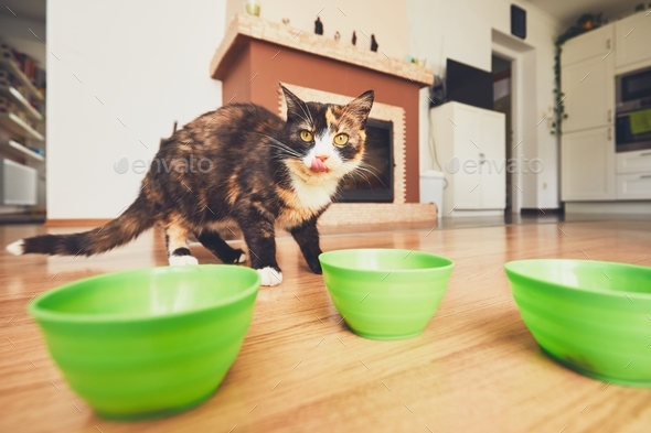 Hungry cat in the kitchen.