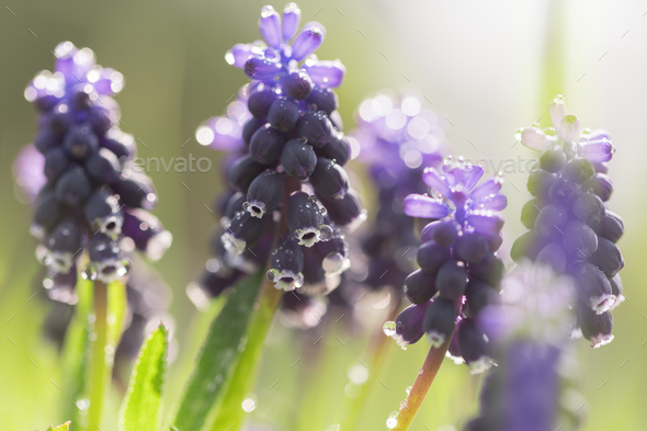 Purple hyacinth flowers in dew Stock Photo by Aleks_Sg | PhotoDune