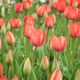 Field of beautiful blooming red tulips - PhotoDune Item for Sale