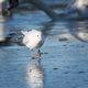 Seagull cautiously goes on the ice - PhotoDune Item for Sale