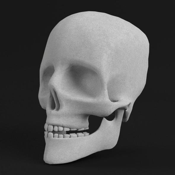 Anatomy - Human Skull - 3DOcean Item for Sale