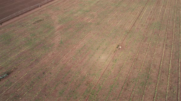 Drone Shot At A Watermelon Field Going Up Look At The Valley