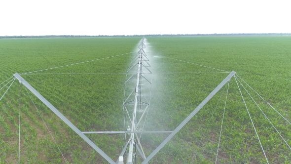 Aerial View. Watering the Cornfield with a Sprinkler. Automatic Watering System. alt