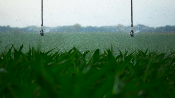 Footage. Watering the Cornfield with a Sprinkler. Automatic Watering System. alt