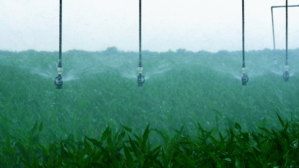 Watering the Cornfield with a Sprinkler alt