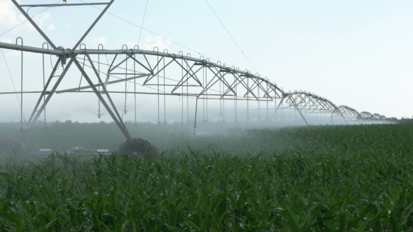 Watering the Cornfield with a Sprinkler. Automatic Watering System. alt