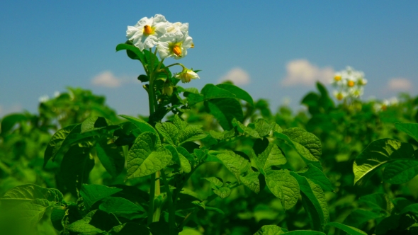 Green Field of Flowering Potatoes alt