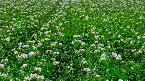 Green Field of Flowering Potatoes. Young Potatoes Before Harvesting alt