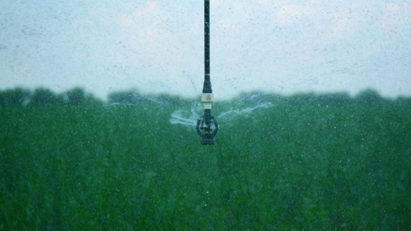 Watering the Cornfield with a Sprinkler. Automatic Watering System. alt