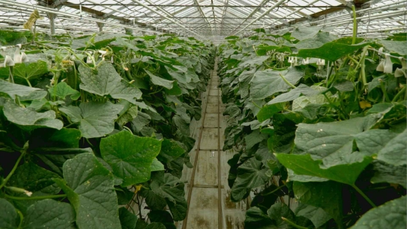 Growing Cucumbers in the Greenhouse By Method of Drip Irrigation, Stock ...