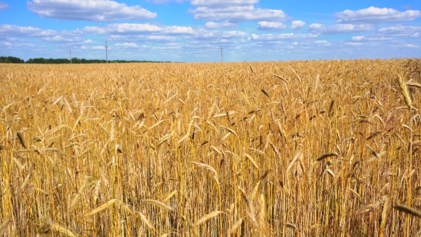 Golden Wheat Field, Stock Footage | VideoHive