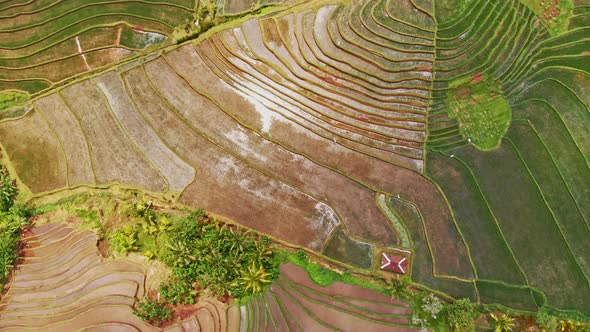 Vast Rice Fields in Jatiluwih alt